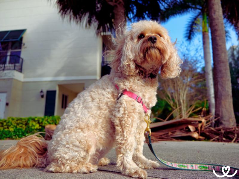 Psi-plemeno-cavapoo (14)